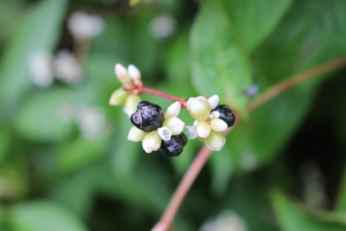 Persicaria chinensis (L.) H.Gross